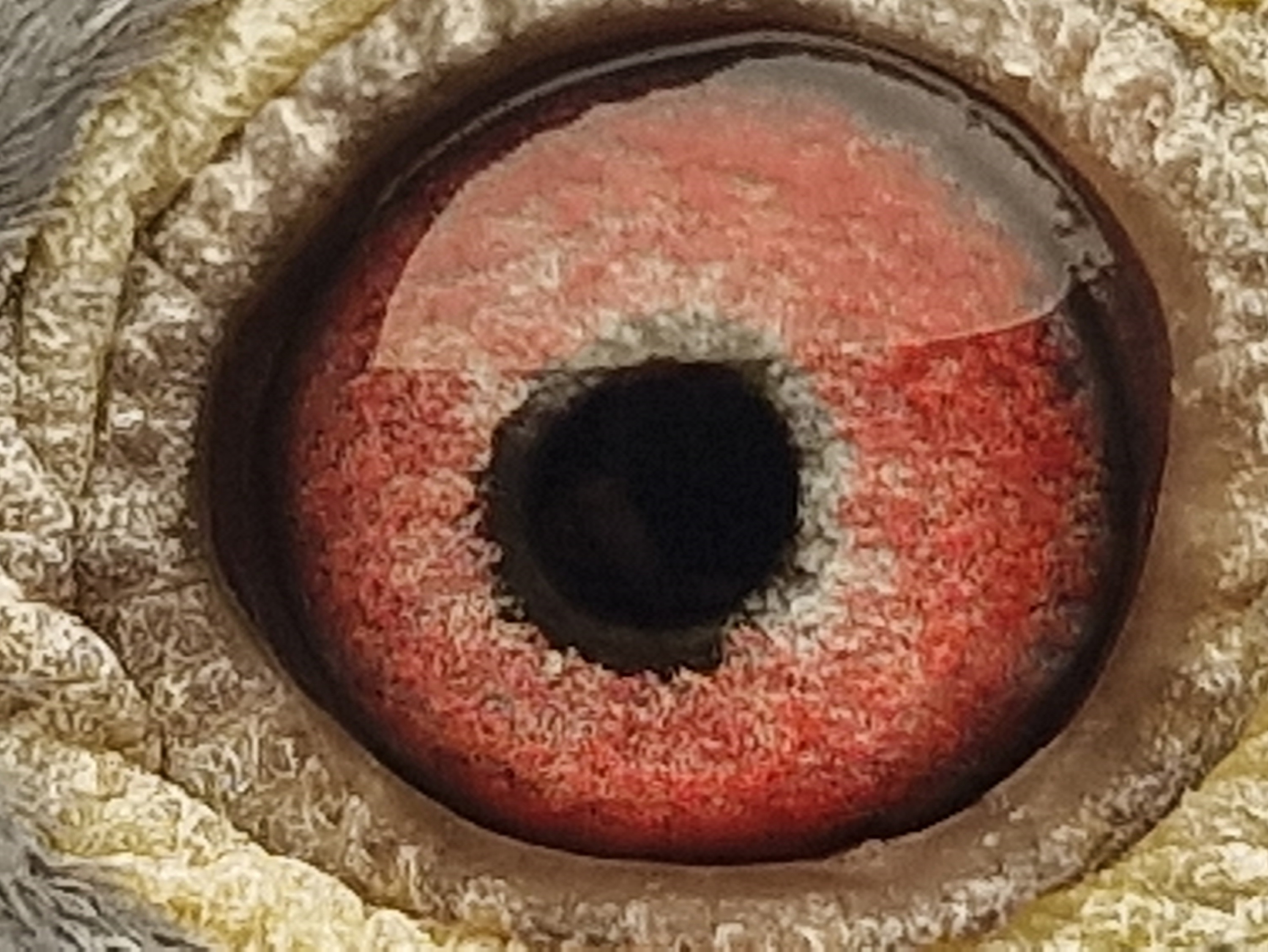 Pigeon eye